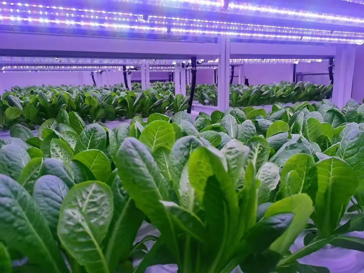 Vertical Farm Hydroponic Tower - Hydroponic Farming Agriculture 리뷰 및 가격