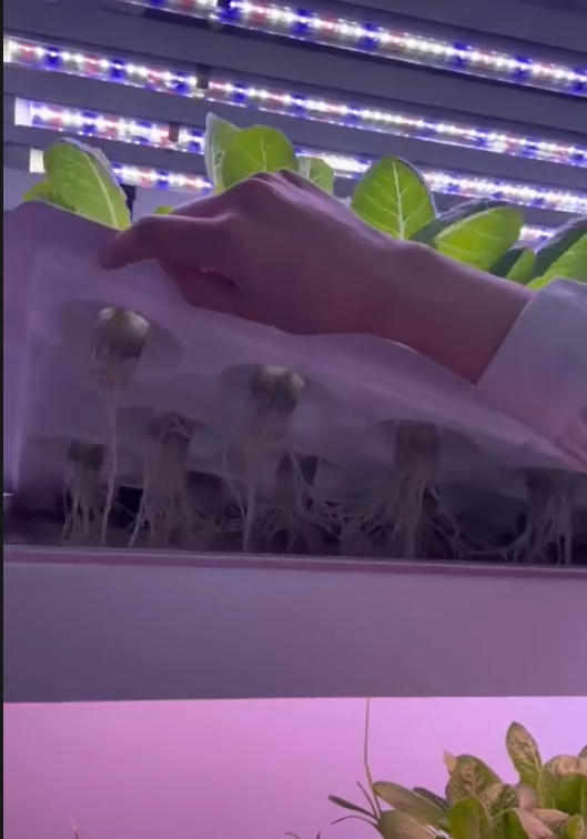 Vertical Farm Hydroponic Tower - Hydroponic Farming Agriculture 리뷰 및 가격
