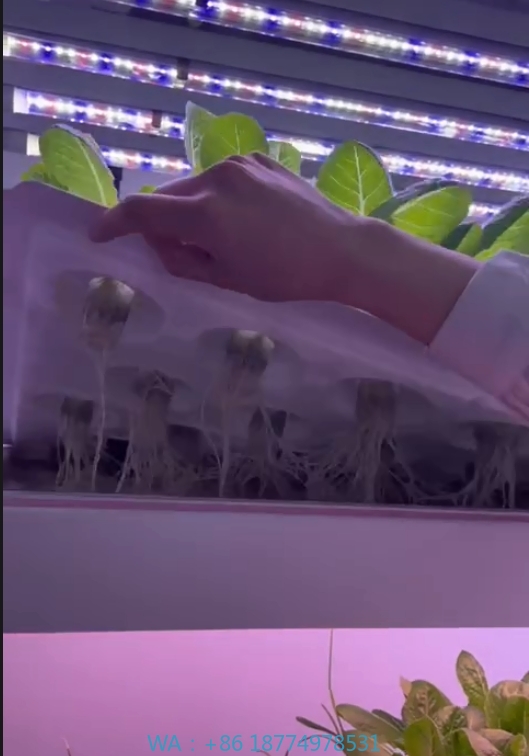 f Greenhouse Agricultural Equi - Hydroponic Farming Agriculture 리뷰 및 가격