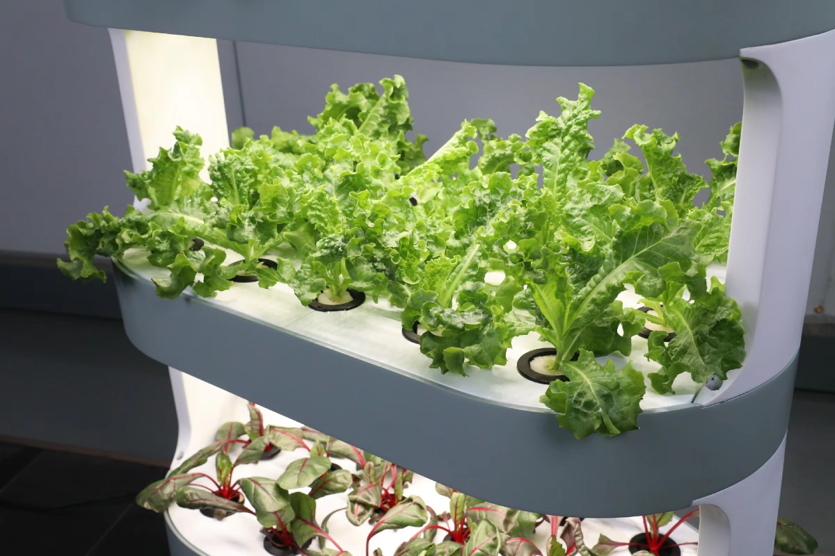 Factory Wholesale Unique Farm  - Hydroponic Farming Agriculture 리뷰 및 가격