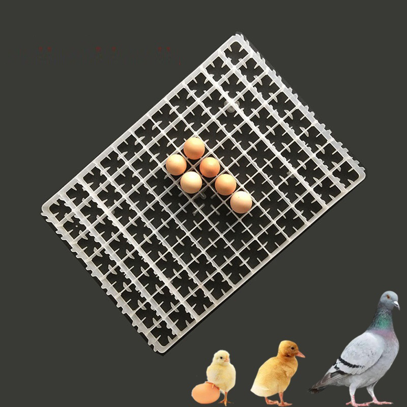 1Pcs Egg Tray For Incubator Au - Quail Egg Incubator 리뷰 및 가격