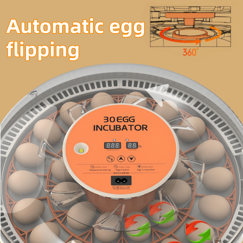 STLF30 Eggs Home Use Incubator - Quail Egg Incubator 리뷰 및 가격