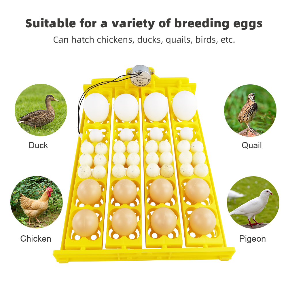 24pcs Eggs Incubator Tray Auto - Quail Egg Incubator 리뷰 및 가격