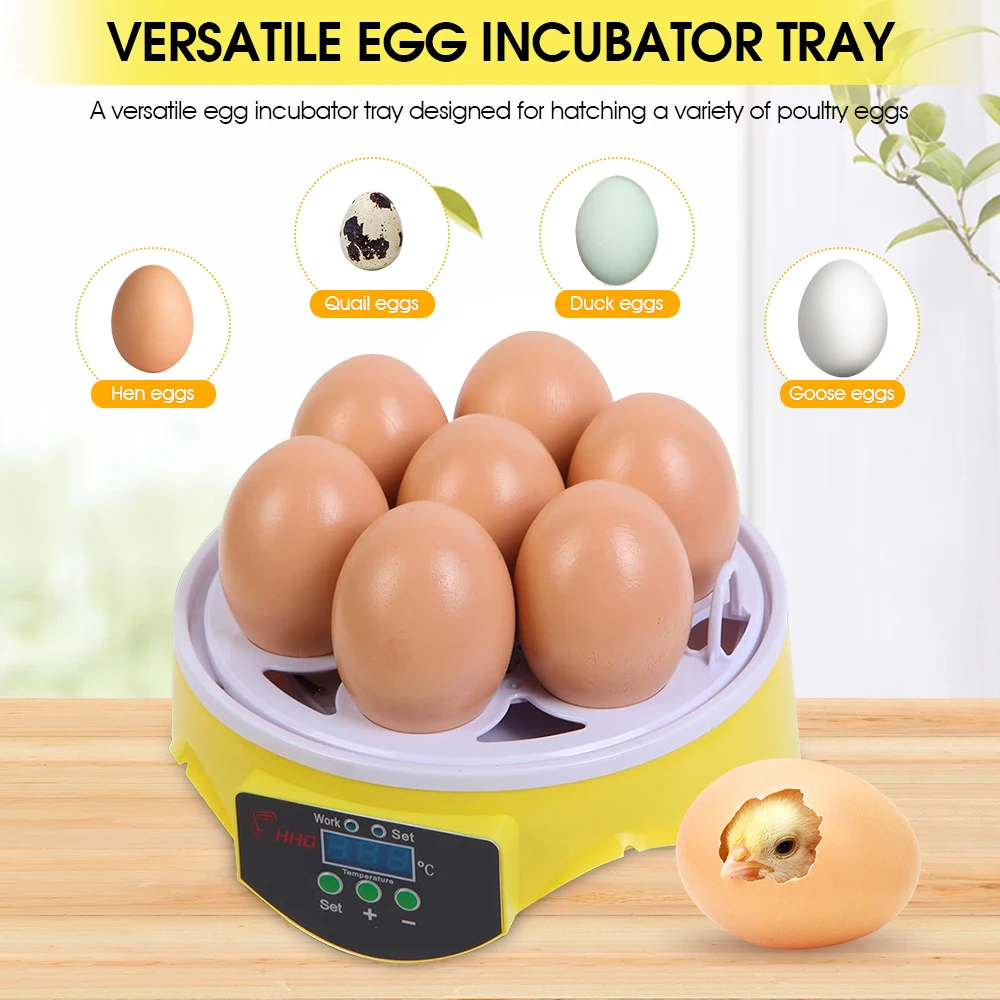 7 Capacity- Mini Sized Intelli - Quail Egg Incubator 리뷰 및 가격