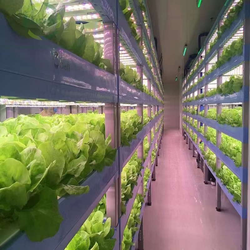 Custom Agricultural Greenhouse - Hydroponic Farming Agriculture 리뷰 및 가격