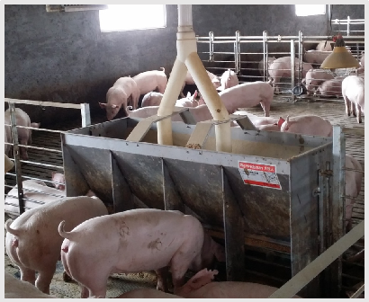 Stainless Steel Double Side Fe - Agriculture Farming And Livestock 리뷰 및 가격