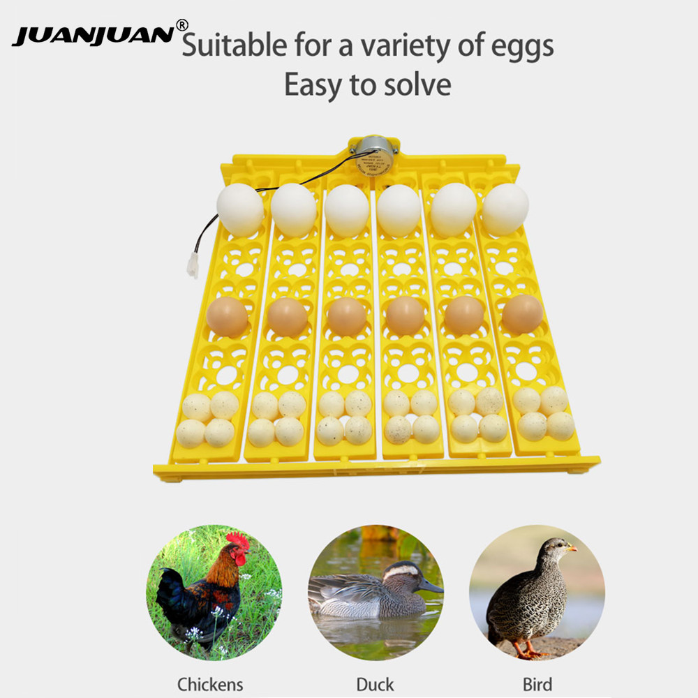 24 Eggs Tray Incubator Turner  - Quail Egg Incubator 리뷰 및 가격