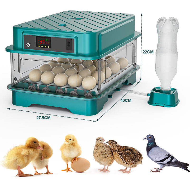 Fully Automatic  Chicken Quail - Quail Egg Incubator 리뷰 및 가격