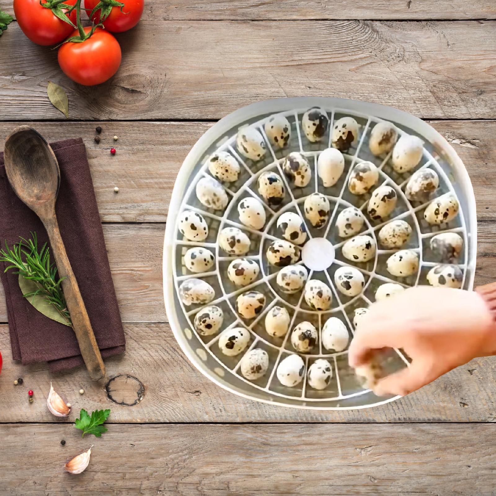Small Quail Bird Egg Tray 48 C - Quail Egg Incubator 리뷰 및 가격