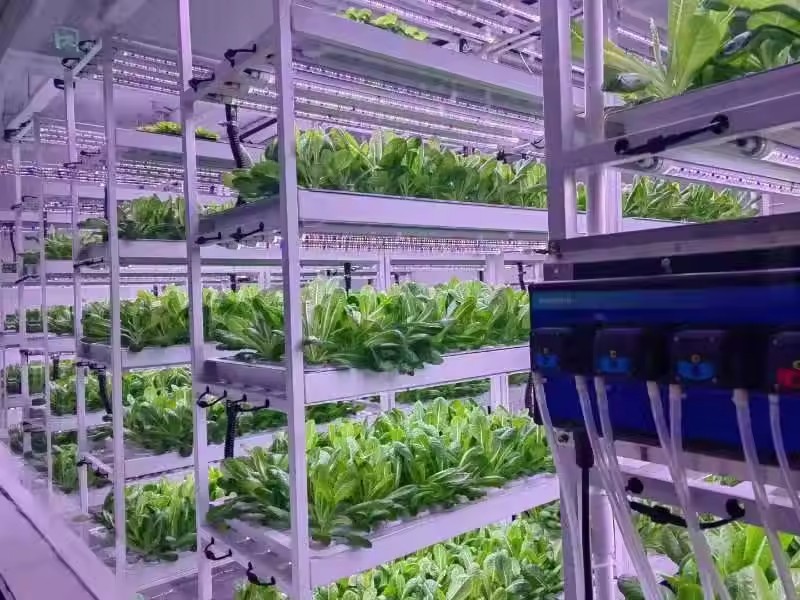 Vertical Farm Hydroponic Tower - Hydroponic Farming Agriculture 리뷰 및 가격