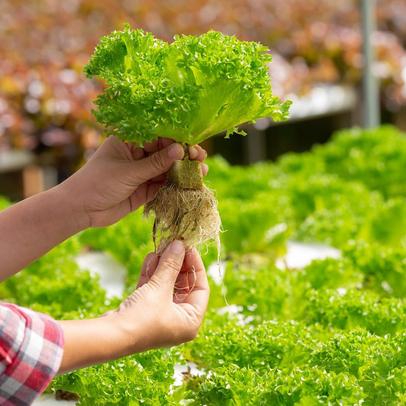 Hydroponic Greenhouse Rock Gro - Hydroponic Farming Agriculture 리뷰 및 가격