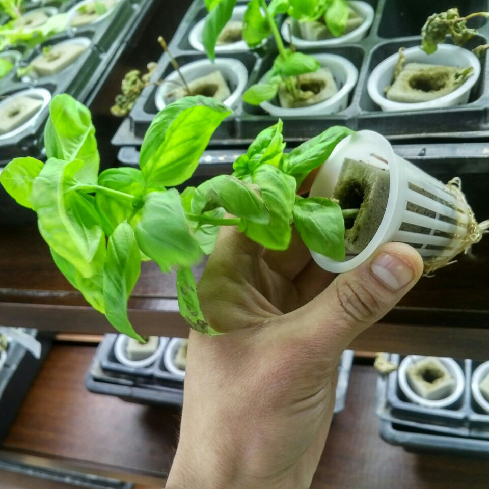 Hydroponic Greenhouse Rock Gro - Hydroponic Farming Agriculture 리뷰 및 가격