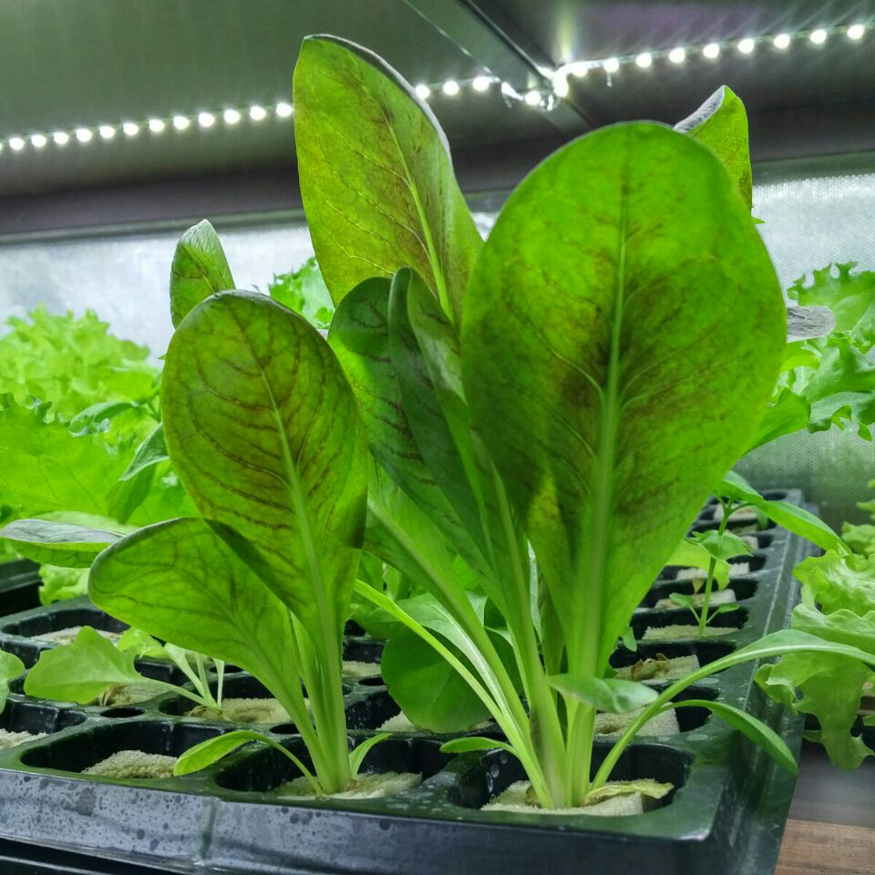 Hydroponic Greenhouse Rock Gro - Hydroponic Farming Agriculture 리뷰 및 가격