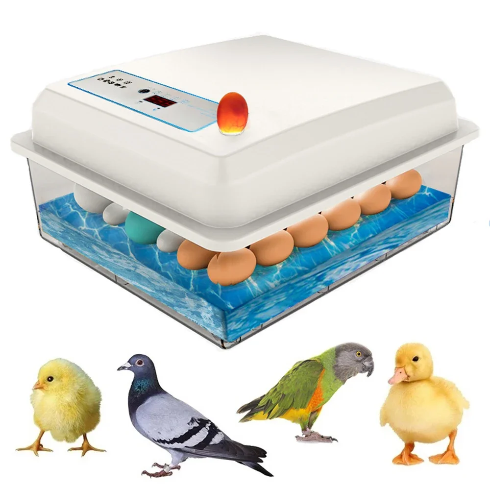20 Eggs Incubator Set Fully Au - Quail Egg Incubator 리뷰 및 가격