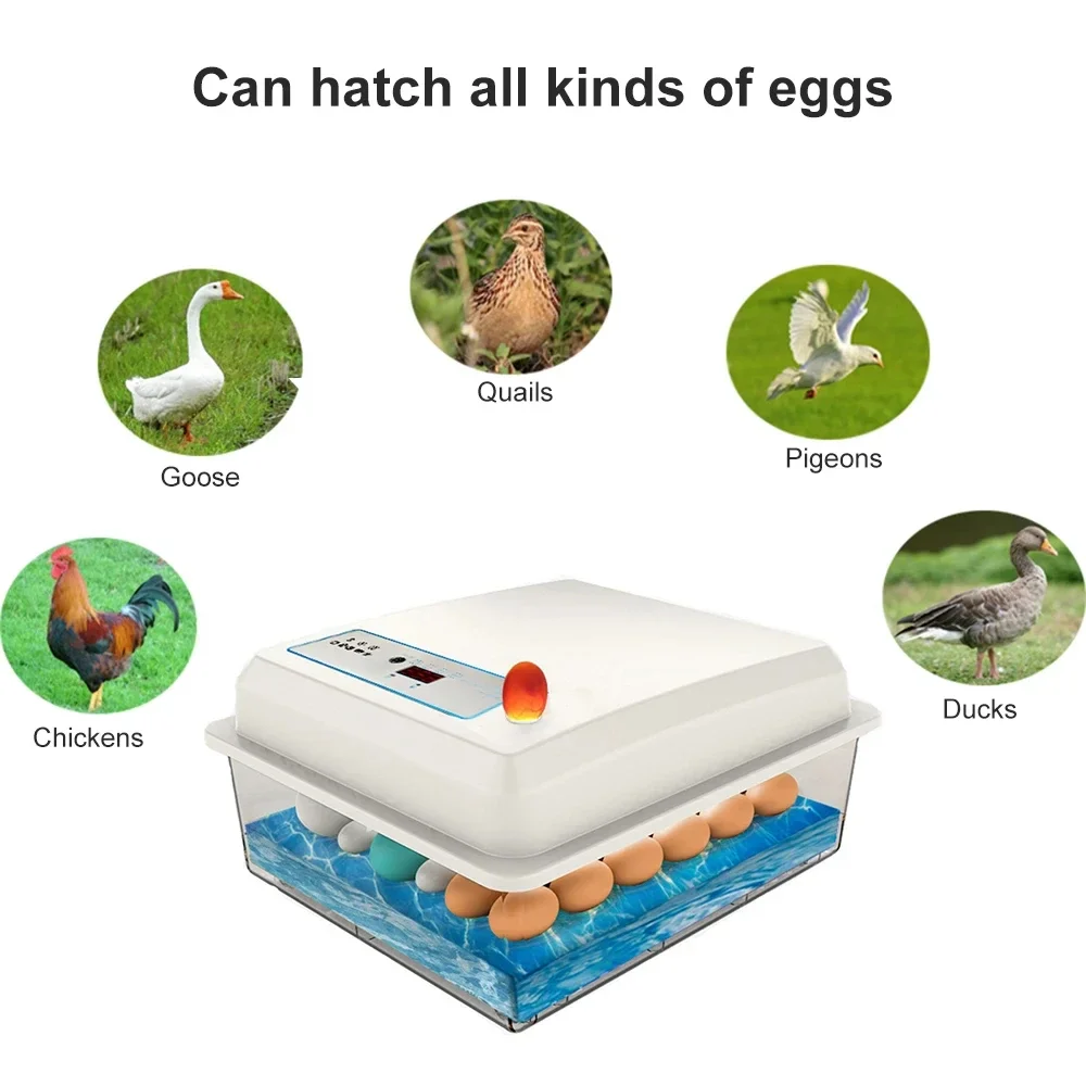 20 Eggs Incubator Set Fully Au - Quail Egg Incubator 리뷰 및 가격