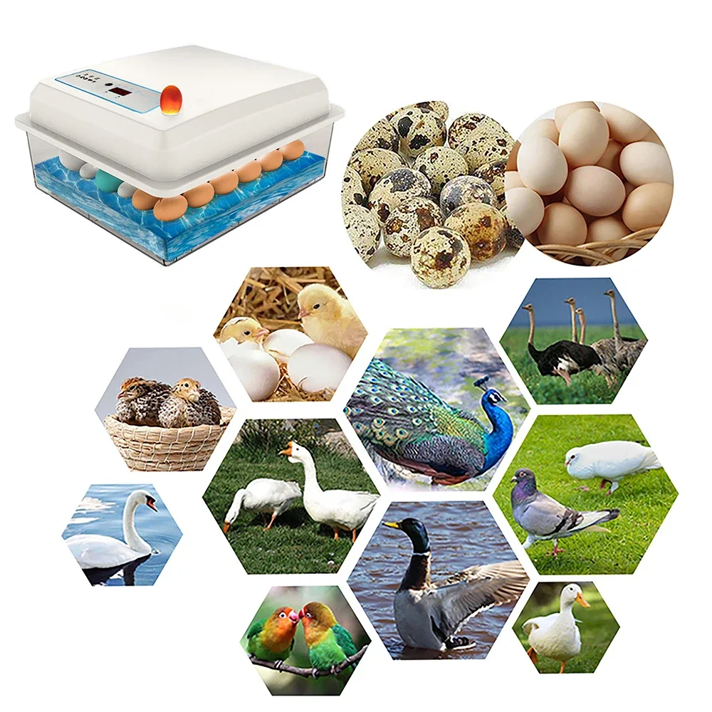 20 Eggs Incubator Set Fully Au - Quail Egg Incubator 리뷰 및 가격