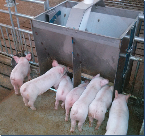 Stainless Steel Double Side Fe - Agriculture Farming And Livestock 리뷰 및 가격