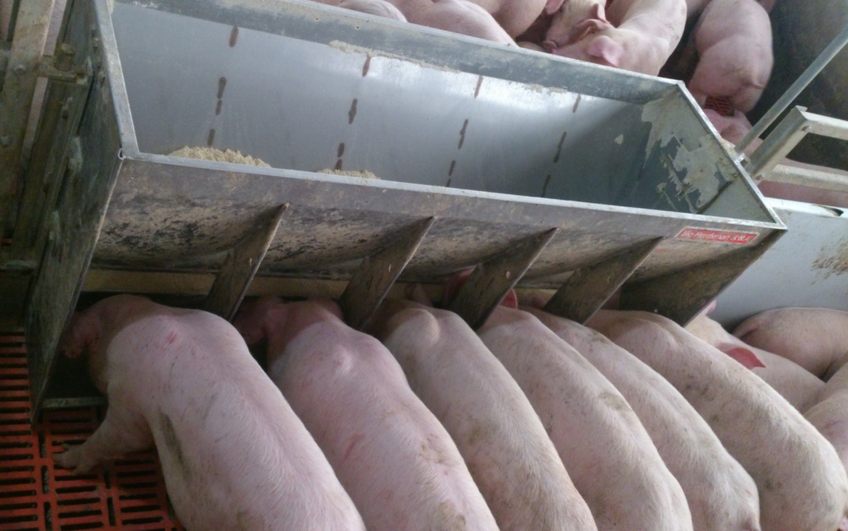 Stainless Steel Double Side Fe - Agriculture Farming And Livestock 리뷰 및 가격
