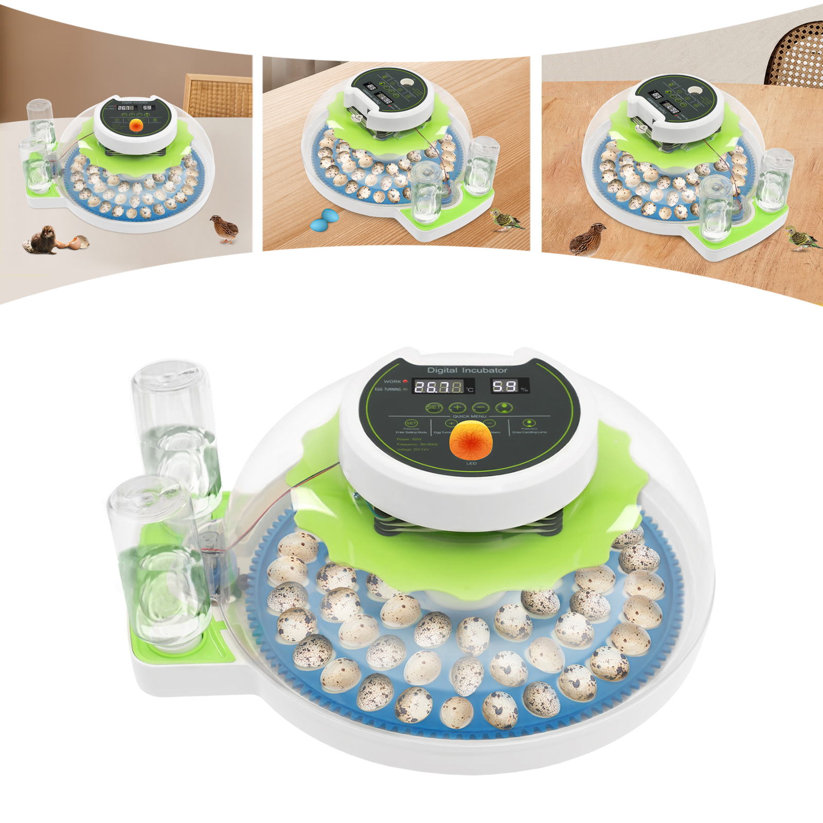 For 60 Quail Eggs Green +Blue  - Quail Egg Incubator 리뷰 및 가격