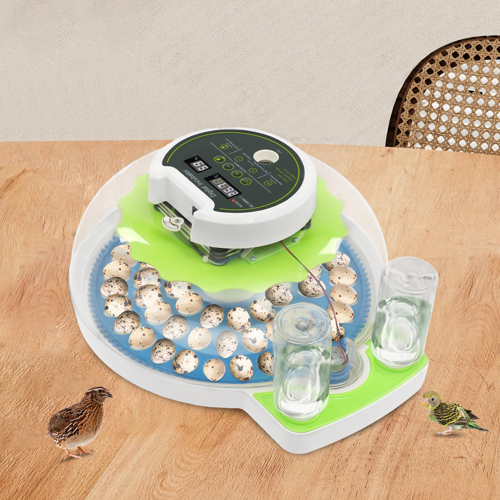 For 60 Quail Eggs Green +Blue  - Quail Egg Incubator 리뷰 및 가격