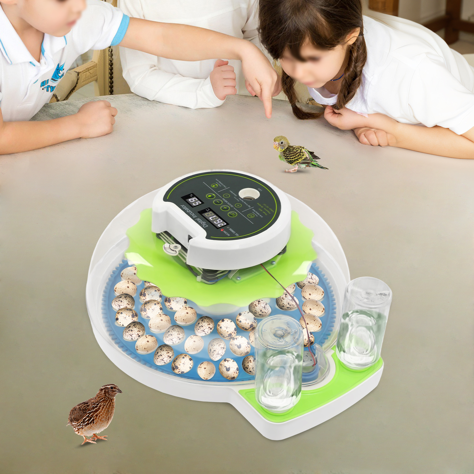 For 60 Quail Eggs Green +Blue  - Quail Egg Incubator 리뷰 및 가격