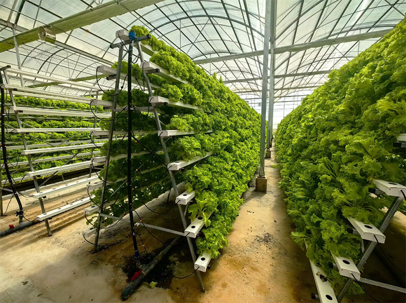 Agricultural Greenhouses Lettu - Hydroponic Farming Agriculture 리뷰 및 가격
