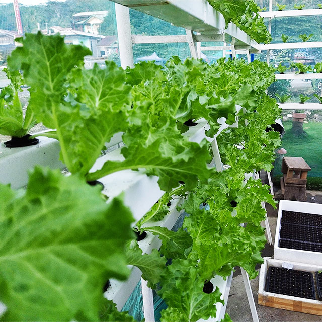 Agricultural Greenhouses Lettu - Hydroponic Farming Agriculture 리뷰 및 가격
